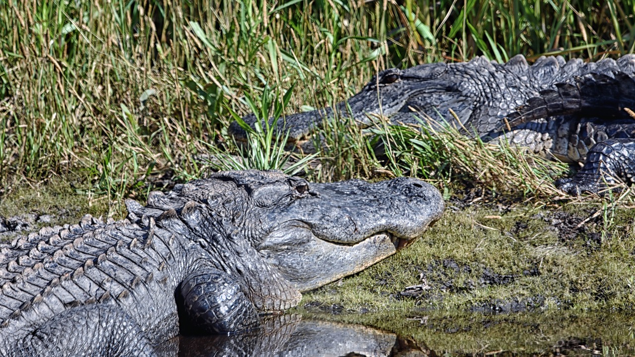 Exploring the Unique Flora of the Florida Everglades